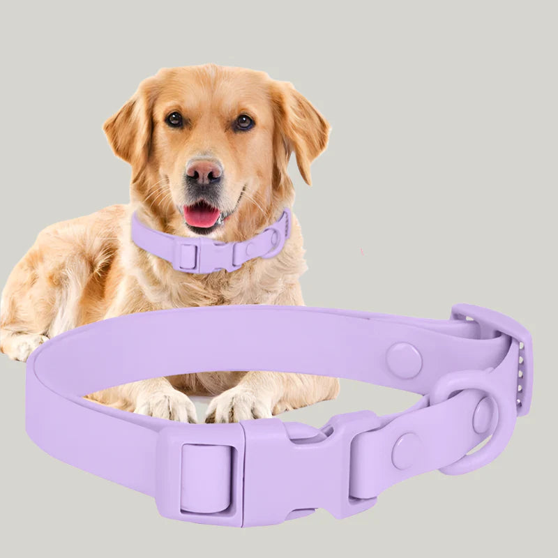 Collars, Harnesses & Leads